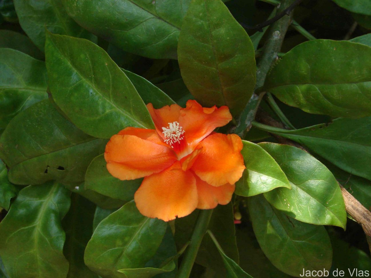 Leuenbergeria bleo (Kunth) Lodé